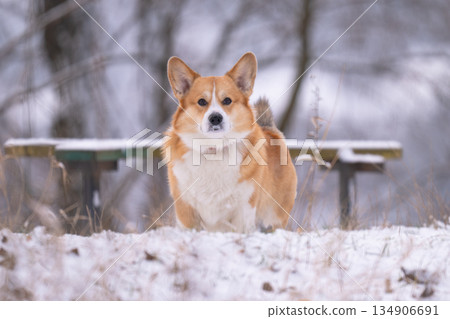 Welsh Corgi walking in a park in winter Welsh Corgi walking in a park in winter 134906691