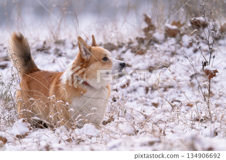 Welsh Corgi walking in a park in winter Welsh Corgi walking in a park in winter 134906692