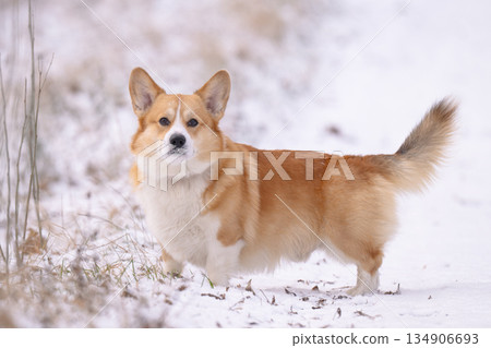 Welsh Corgi walking in a park in winter 134906693