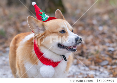 corgi in a Christmas outfit 134906695