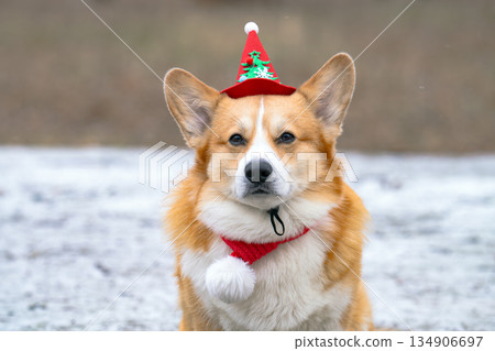corgi in a Christmas outfit corgi in a Christmas outfit 134906697