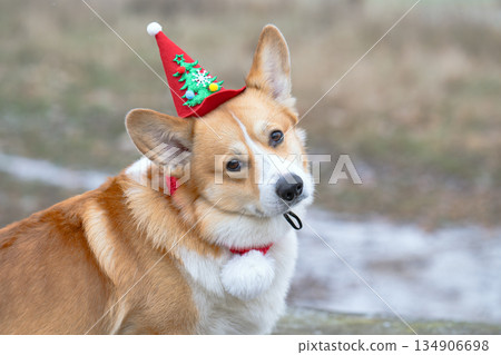 corgi in a Christmas outfit corgi in a Christmas outfit 134906698