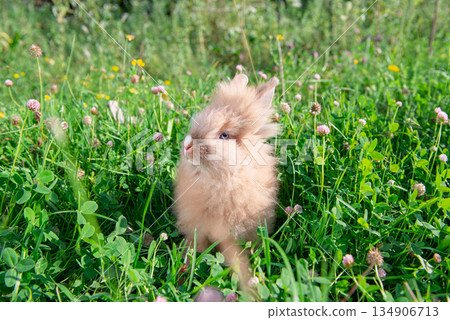 Easter bunny in green grass in spring Easter bunny in green grass in spring 134906713