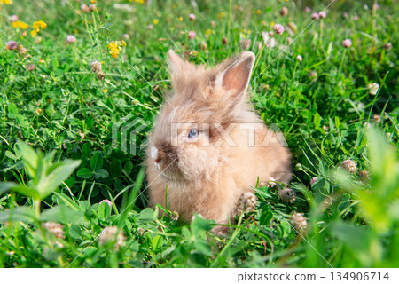 Easter bunny in green grass in spring Easter bunny in green grass in spring 134906714