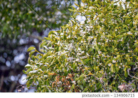 mistletoe branches with berries mistletoe branches with berries 134906715