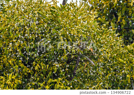 mistletoe branches with berries mistletoe branches with berries 134906722