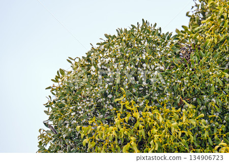 mistletoe branches with berries mistletoe branches with berries 134906723