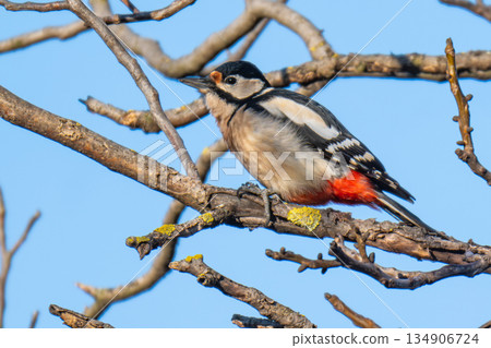 photo of a woodpecker 134906724