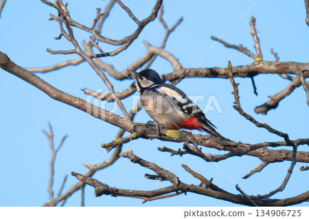 photo of a woodpecker 134906725