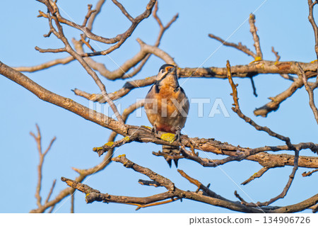 photo of a woodpecker photo of a woodpecker 134906726