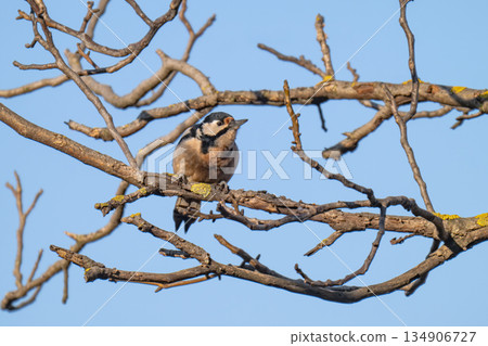 photo of a woodpecker 134906727