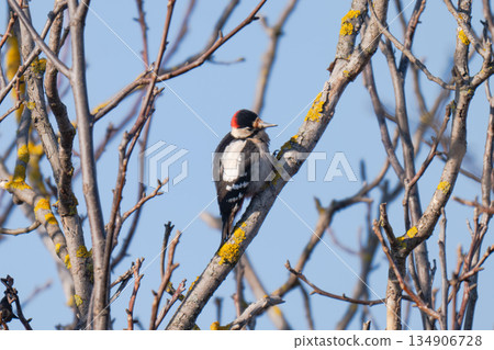 photo of a woodpecker photo of a woodpecker 134906728