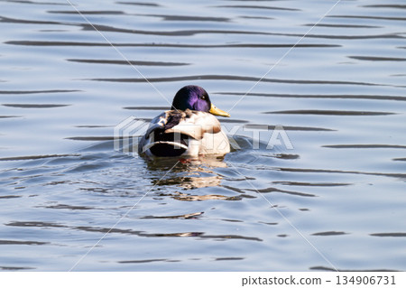 duck swimming on a river 134906731