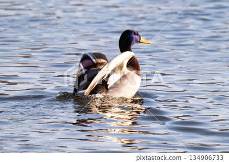 duck swimming on a river 134906733