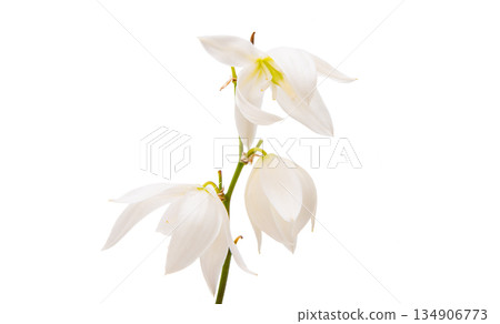 White yucca flower isolated 134906773