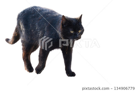 Black cat isolated Black cat isolated 134906779