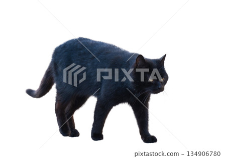 Black cat isolated 134906780
