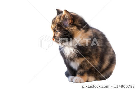 kitten isolated kitten isolated 134906782