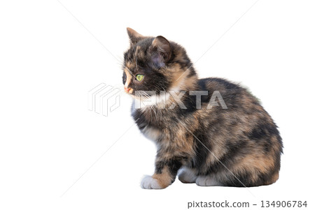 kitten isolated kitten isolated 134906784