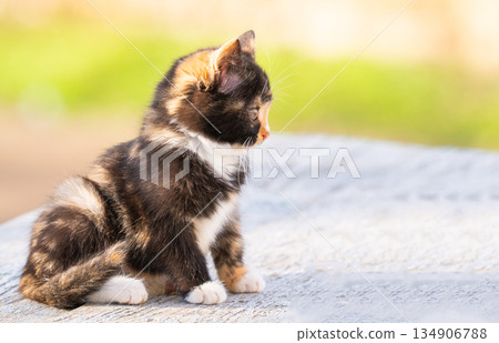 a kitten on the street a kitten on the street 134906788