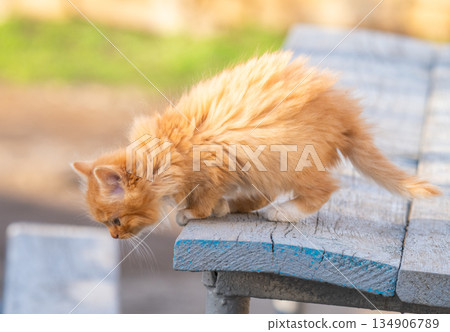 a kitten on the street a kitten on the street 134906789