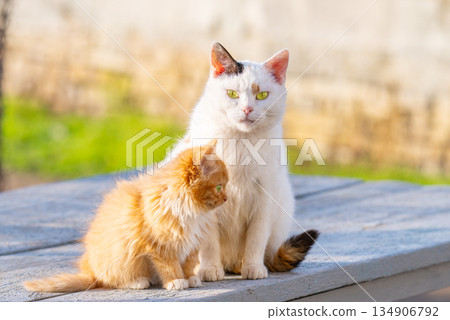 a cat and a kitten outside 134906792