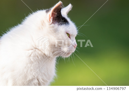 portrait of a cat outdoors 134906797