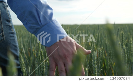 Rural lifestyle in action, Touching the crops gently, Harvest season in progress, Wheat plantation at sunrise, Working the land by hand, Green spikes in sunlight, Blue shirt and countryside 134907084