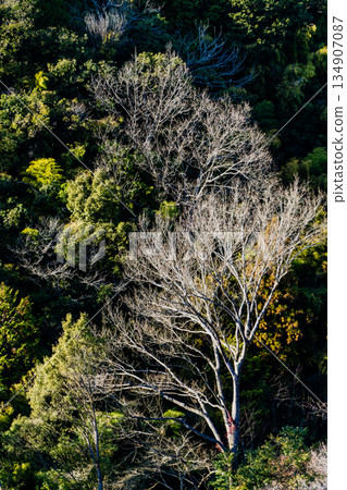 Scenery around the Naegi Castle ruins in late autumn 134907087