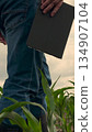 agriculture, farmer working corn field digital tablet, Futuristic farming with tablets, Rural digital transformation, Cornfield smart management, Business analytics in agriculture, On-the-go crop 134907104