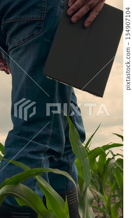 agriculture, farmer working corn field digital tablet, Futuristic farming with tablets, Rural digital transformation, Cornfield smart management, Business analytics in agriculture, On-the-go crop 134907104
