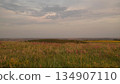 Summer field at sunset, scenic countryside landscape, wildflowers in the meadow, evening sky with clouds, peaceful rural view, tranquil nature background, green grass and distant horizon, soft pastel 134907110