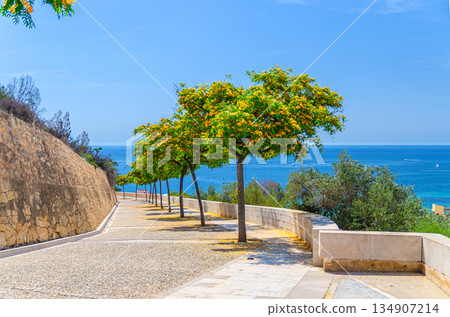 Trees alley on road to Mount Benacantil rock 134907214