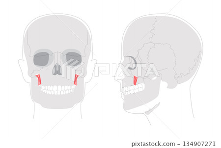 Levator anguli oris - Human facial muscle elevating the corner of the mouth, essential for smiling and facial expression Levator anguli oris - Human facial muscle elevating the corner of the mouth, essential for smiling and facial expression 134907271