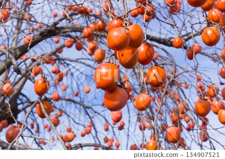 persimmon 134907521