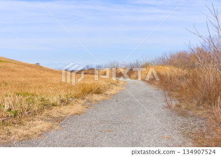 Edogawa Riverbank, Misato City, Saitama Prefecture, December 2025 134907524