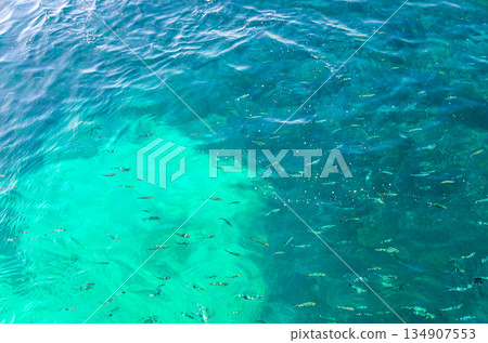 School shoal of fish in clear azure turquoise water School shoal of fish in clear azure turquoise water 134907553