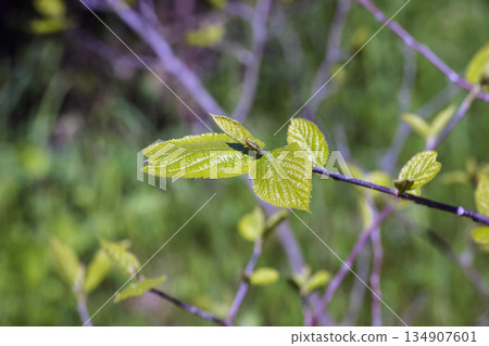 Young green leaves of Sinowilsonia chinensis in early spring against blurred background. 134907601