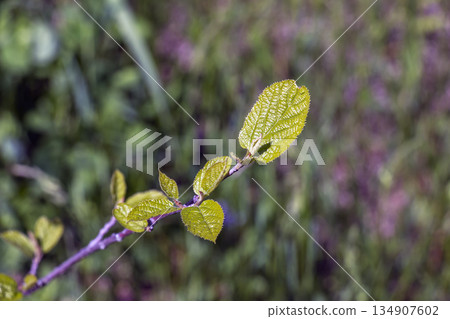 Young green leaves of Sinowilsonia chinensis in early spring against a blurred background. 134907602