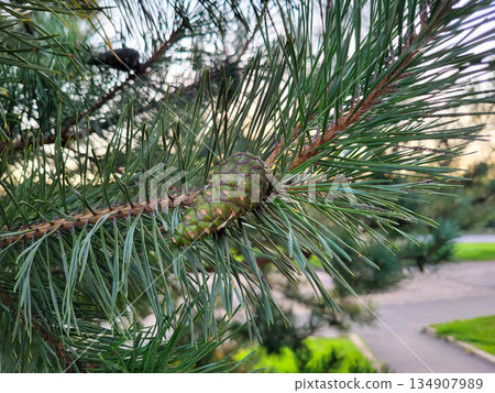 Young, fresh, spring green pine cones on a pine branch 134907989