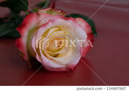 A delicate scarlet rose on a red background. A festive concept for Mother's Day, March 8, Valentine's Day, and Family Day A delicate scarlet rose on a red background. A festive concept for Mother's Day, March 8, Valentine's Day, and Family Day 134907997