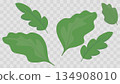 Big beautiful green spring leaves 134908010