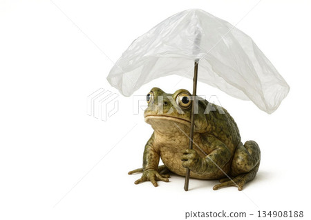 A frog under an improvised umbrella from a bag. Space for text. A frog under an improvised umbrella from a bag. Space for text. 134908188