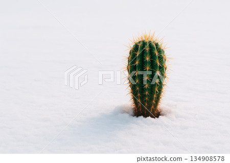 A single cactus grows in the middle of a snowy field. Space for text. 134908578