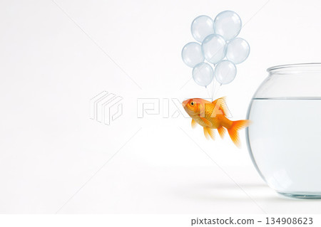A goldfish escapes from the aquarium in balloons. Space for text. A goldfish escapes from the aquarium in balloons. Space for text. 134908623