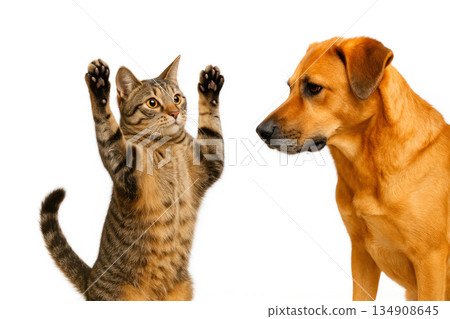 A cat with raised paws in front of a dog. 134908645