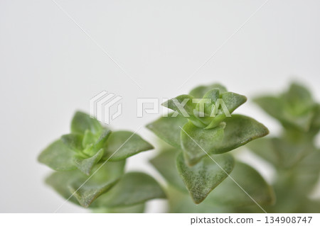 玉器廠 玉器廠 134908747