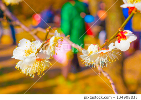 White plum blossoms and people in the park White plum blossoms and people in the park 134908833