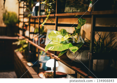 Shelf foliage plants 134908843