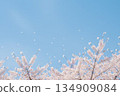畢業季和春季背景素材：藍天和櫻花 134909084